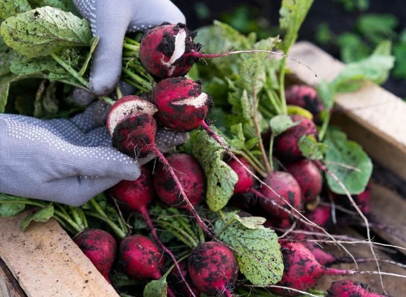 Obfite podlewanie rzodkiewek po suszy jest głównym powodem ich pękania