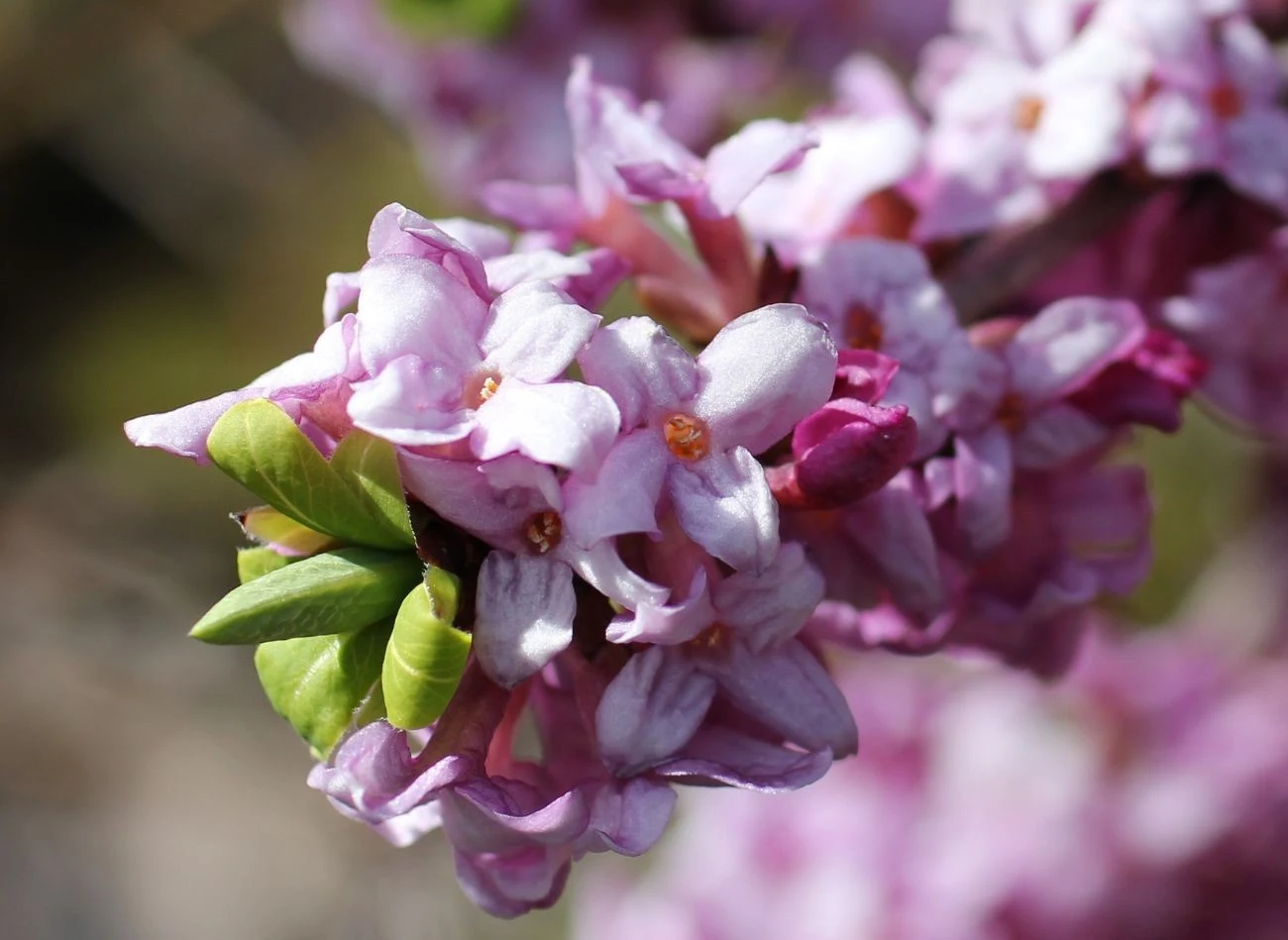 Wawrzynek wilczełyko to częsty gość w polskich ogrodach. Jego owoce są trujące. Fot. rihiannon/CanvaPro Fot.