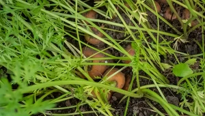 Poznaj sposób na pękającą marchew.