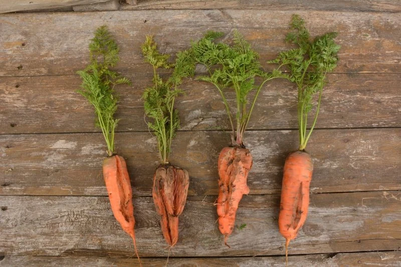 Marchew może pękać z różnych powodów, ale jednym z najczęstszych jest nieregularne podlewanie