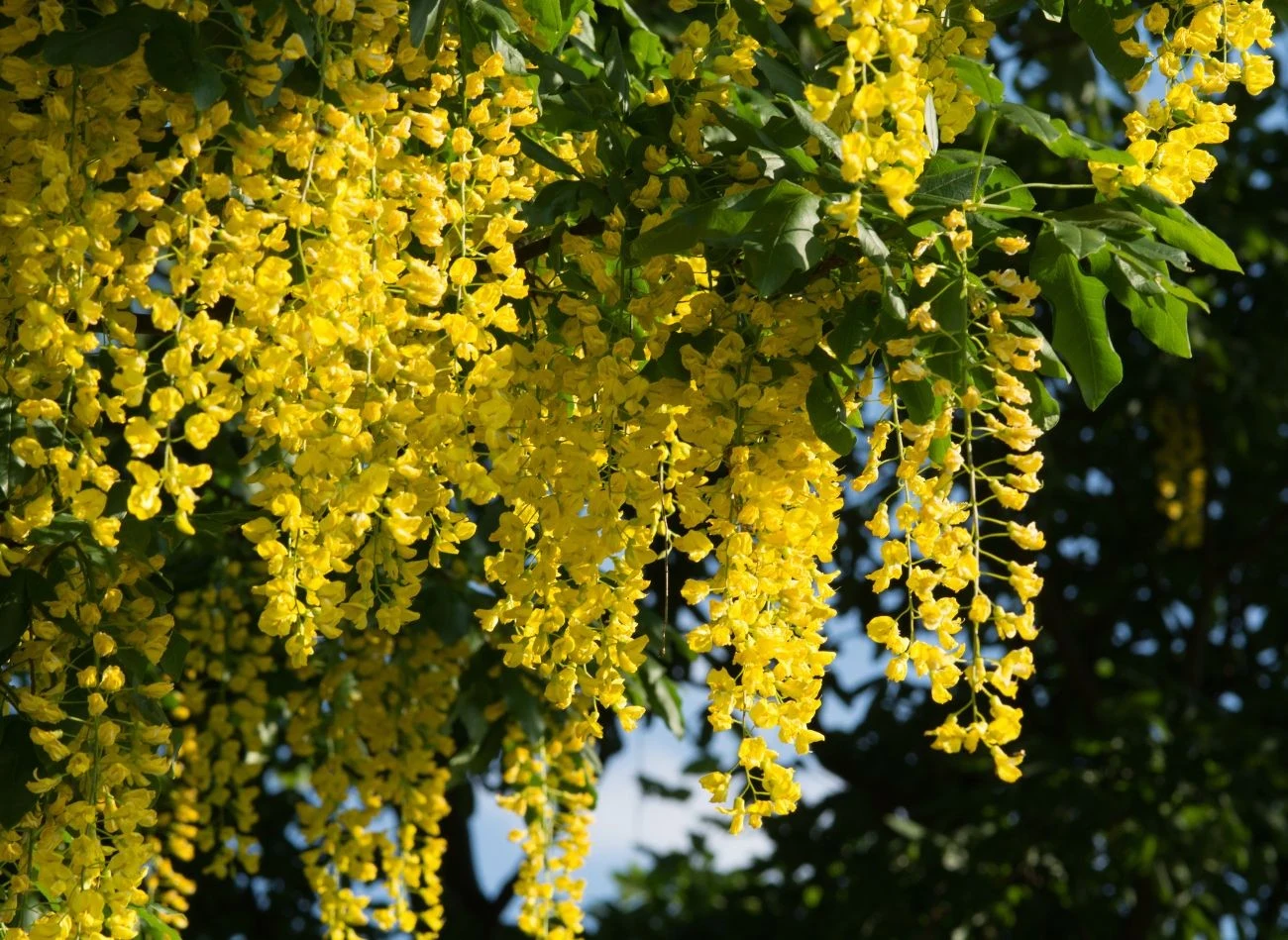 Złotokap jest pięknym krzewem, ale wszystkie jego części zawierają trujące alkaloidy.