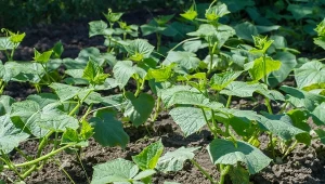 Czym nawozić ogórki w lipcu? Naturalna odżywka na wiadra pełne zdrowych owoców