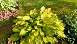 Funkie są atrakcyjnym i łatwo dostępnym pożywieniem dla ślimaków.