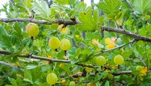 Jak pielęgnować agrest, żeby dobrze owocował?