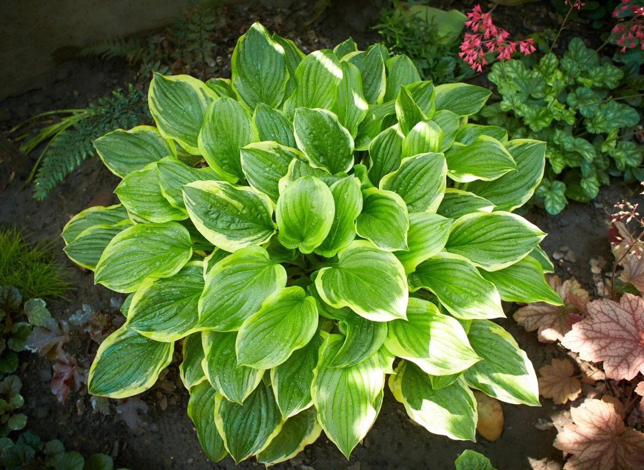 Liście funkii są pozbawione naturalnych związków, które mogłyby odstraszyć ślimaki.