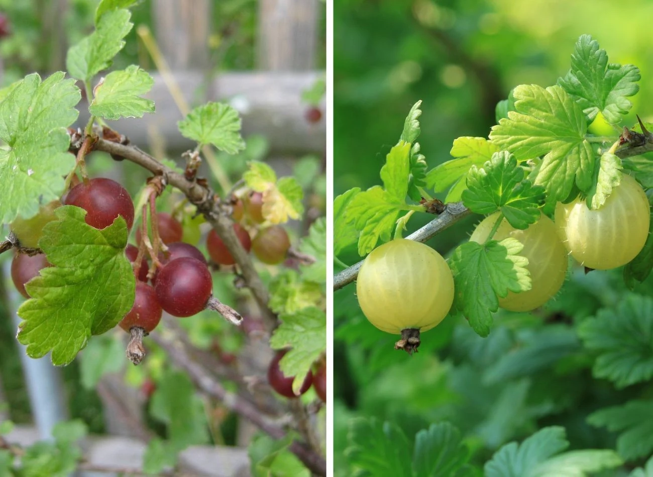Wybór odpowiedniej odmiany agrestu może znacząco wpłynąć na ilość i jakość plonów. Fot. anizamara/fotokris