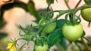 Mącznik szklarniowy jest szczególnie niebezpieczny dla roślin uprawianych w tunelach lub szklarniach, m.in. dla pomidorów.