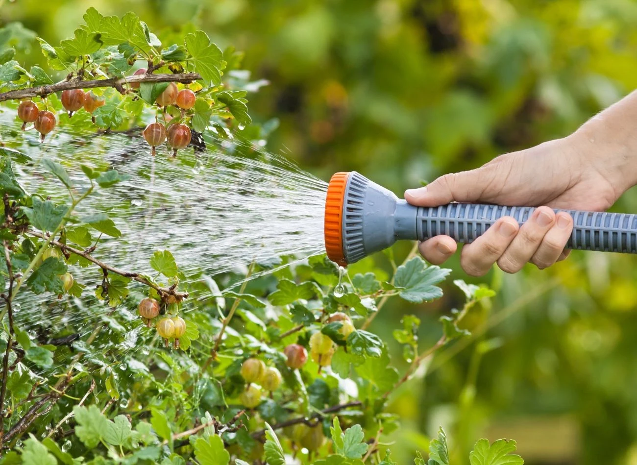 W okresach suszy podlewaj agrest obficie raz w tygodniu, zamiast częstego i płytkiego nawadniania.