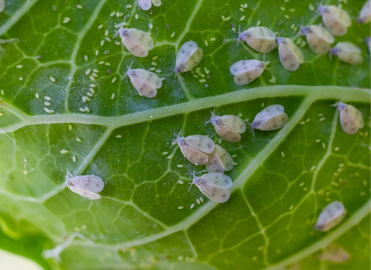 Mączlik warzywny, zwany także kapustnym wyróżnia się ciemnymi plamkami na skrzydłach