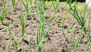 Sadzenie dymki na szczypior w lipcu to prosty sposób na uzyskanie świeżych liści nawet w drugiej połowie sezonu.