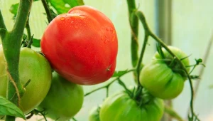 Dlaczego warto nawozić pomidory skórkami banana?