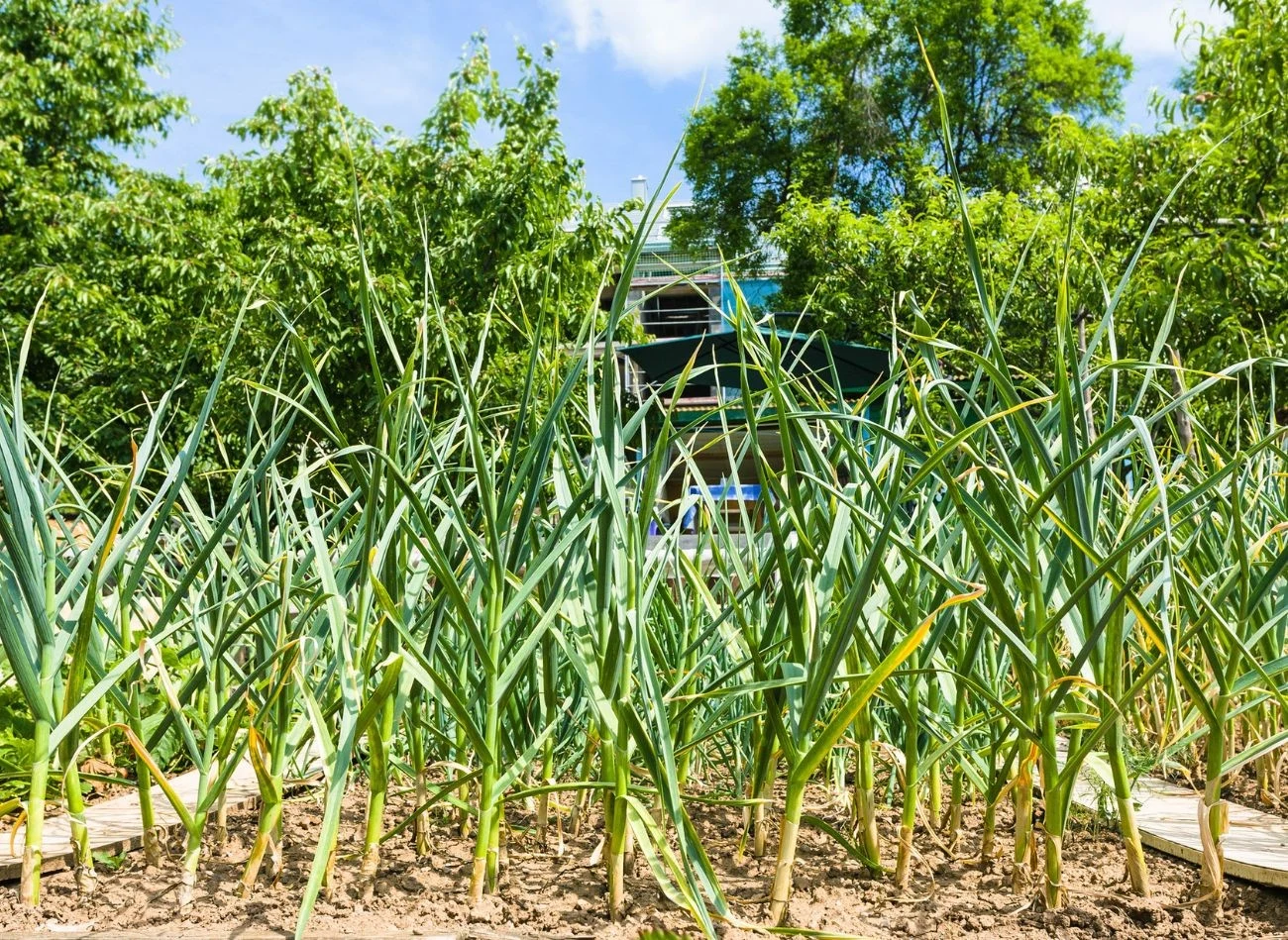 Jednym z charakterystycznych objawów niszczyka jest zżółknienie, zwijanie i deformacja liści cebuli i czosnku.