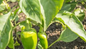 Dlaczego liście papryki się zwijają?