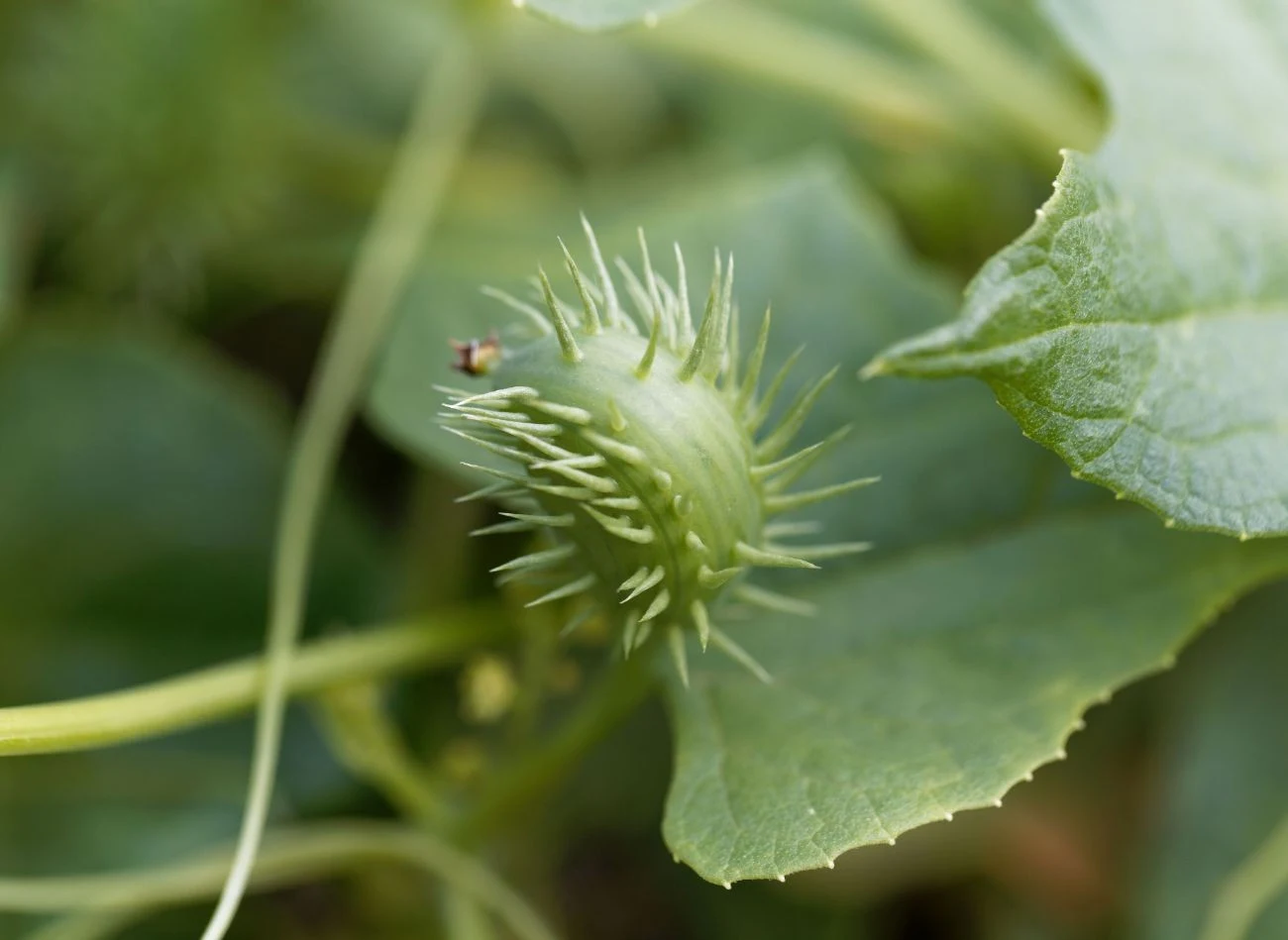 W początkowej facie owoce cyklantery pokryte są drobnymi kolcami.