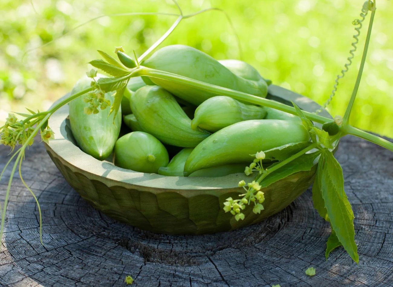Młoda cyklantera smakuje jak ogórek, z czasem dojrzewania nabiera wyraźnych paprykowych nut, do tego ma dużo witamin i błonnika.