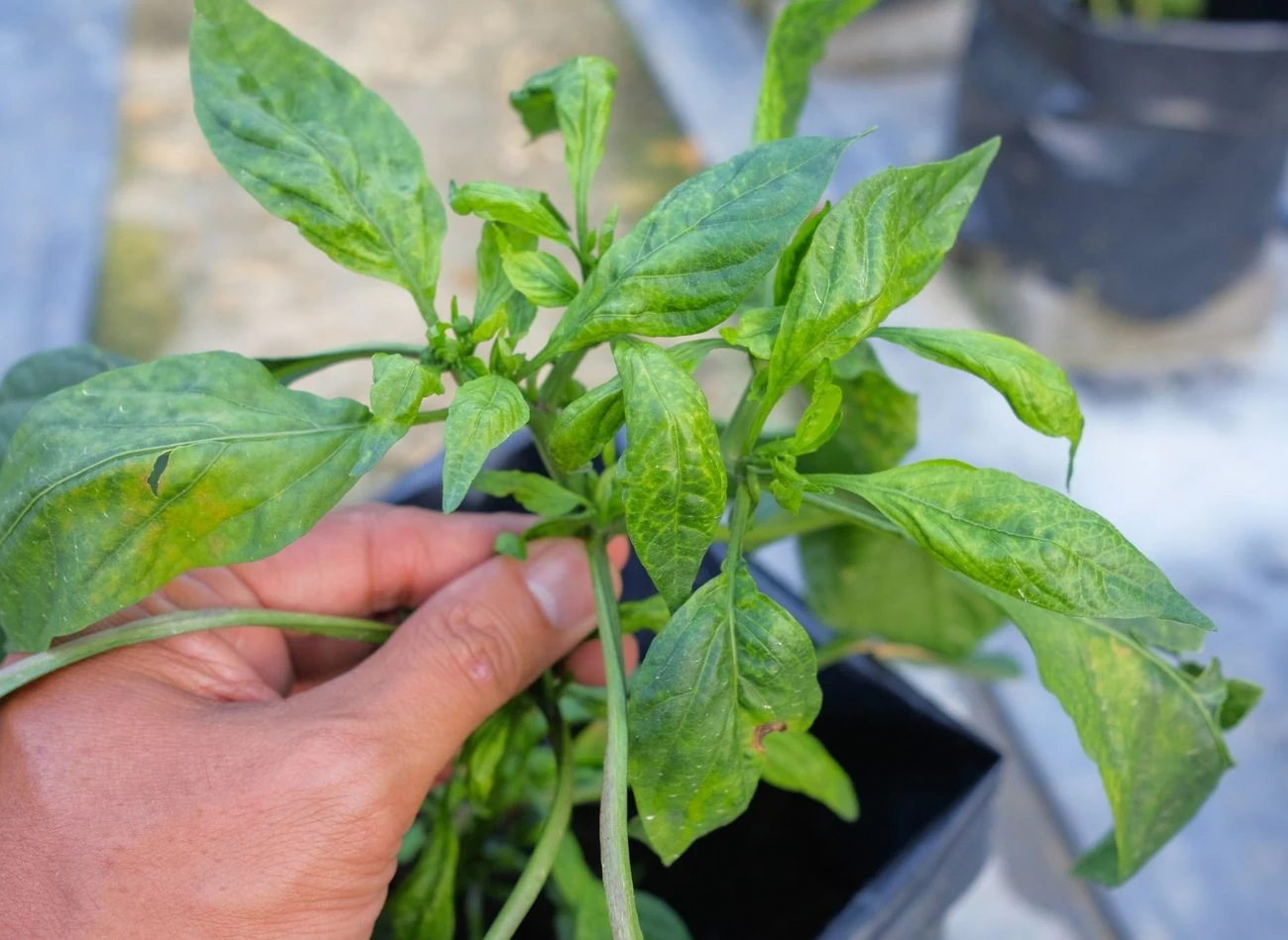 Wirus mozaiki ogórka (mcv) często atakuje paprykę