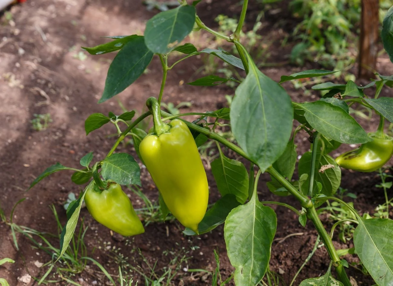 Liście papryki zwinięte do góry mogą świadczyć o niedoborach wody lub zasoleniu podłoża.