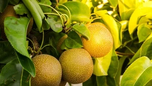 Charakterystyczną cechą gruszy azjatyckiej są owoce, które kształtem przypominają jabłka.