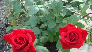 Jak zatroszczyć się o róże latem?