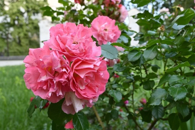 Latem nie zaniedbujmy podlewania i nawożenia róż