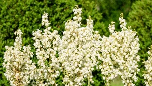 Podpowiadamy, co robić, gdy w uprawie juki ogrodowej pojawiają się problemy.