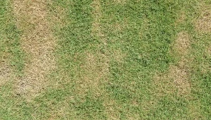 Jak dbać o trawnik, żeby był gesty i zielony