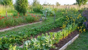 Jakie kwiaty sadzić w ogrodzie warzywnym?