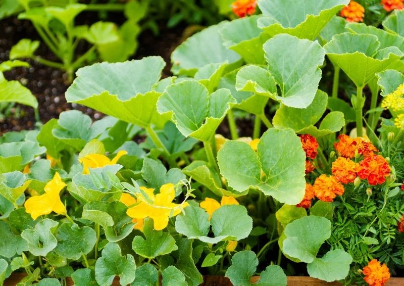 Zapoznaj się z listą kwiatów, które świetnie ochronią warzywa.