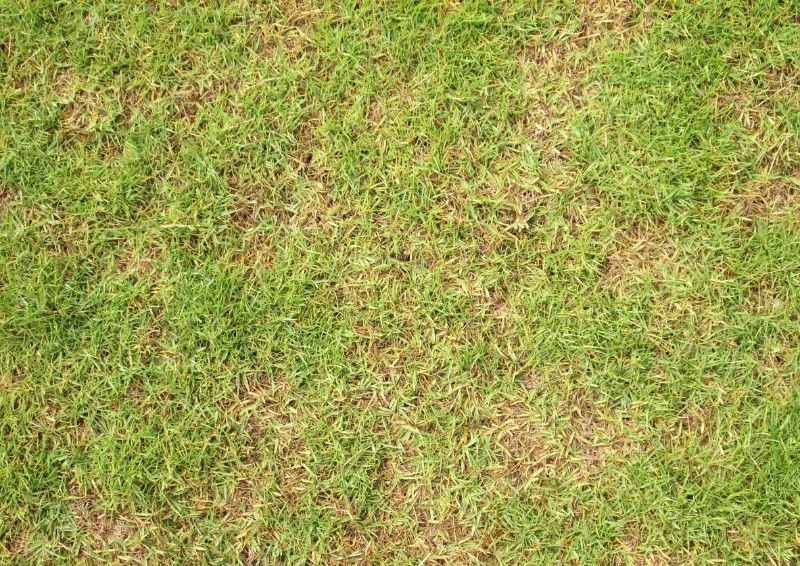 Trawnik może żółknąć i usychać przez szkodniki.