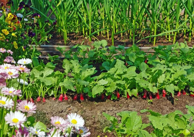 Należy rozmieszczać kwiaty równomiernie.