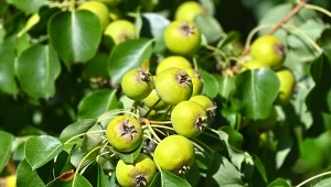 Owoce gruszy kaukaskiej są małe i cierpkie, ale stanowią pokarm dla ptaków.