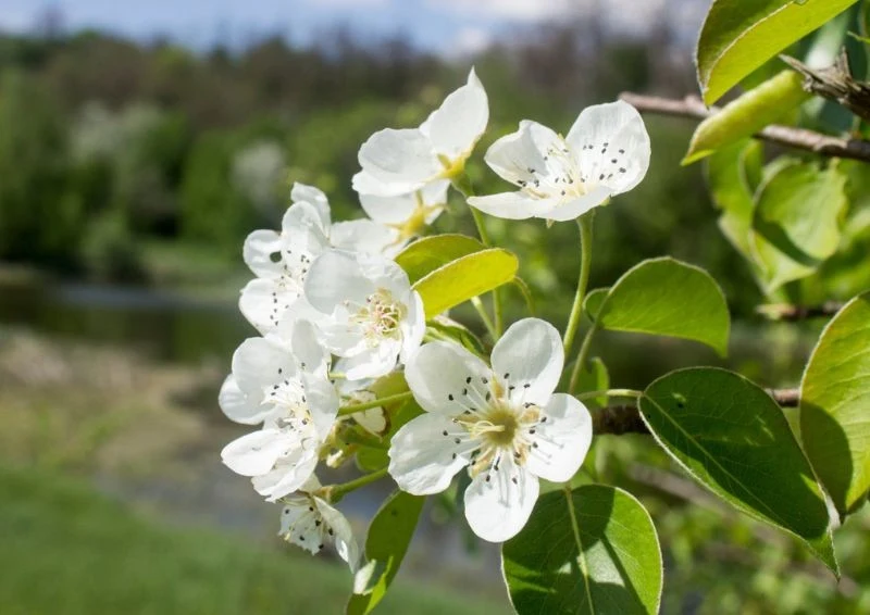 Grusza kaukaska na wiosnę obsypuje się białymi kwiatami