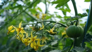 Dowiedz się, jak zapylać pomidory pod folią, aby uzyskać większe plony.