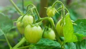 Dlaczego pomidory nie chcą dojrzewać na krzakach?