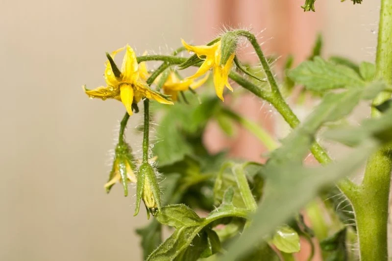 Samodzielne zapylanie pomidorów nie jest trudne, ale wymaga cierpliwości