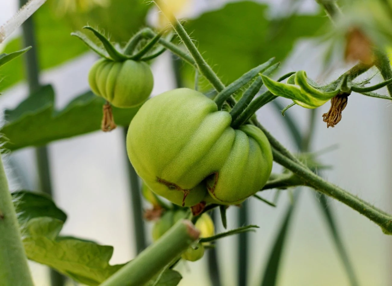 Zbyt intensywne nawożenie może zahamować dojrzewanie pomidorów.
