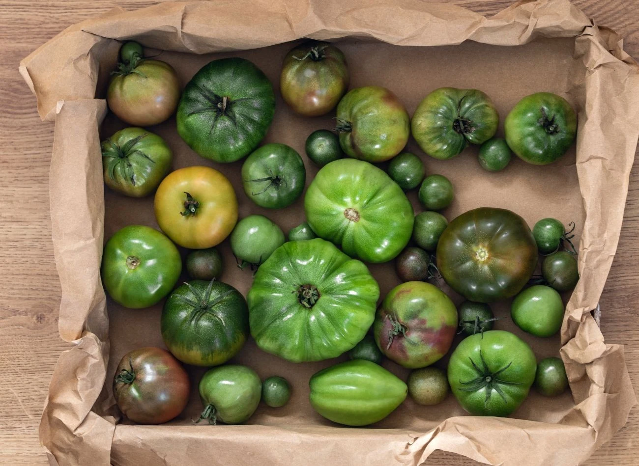 Pomidory mogą dojrzeć poza krzakiem. Wystarczy ułożyć je w kartonie i przechowywać w temperaturze pokojowej.