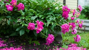 Podpowiadamy, jak przyciąć piwonie, gdy zakończą kwitnienie.