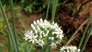 Czy kwiaty pora trzeba usuwać?