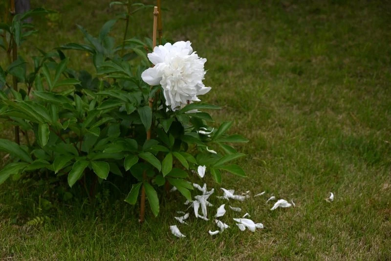 Kiedy piwonia przekwitnie, nie przestawajmy jej podlewać