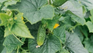 Dlaczego liście ogórka więdną? Trzeba zwracać uwagę na te czynniki.