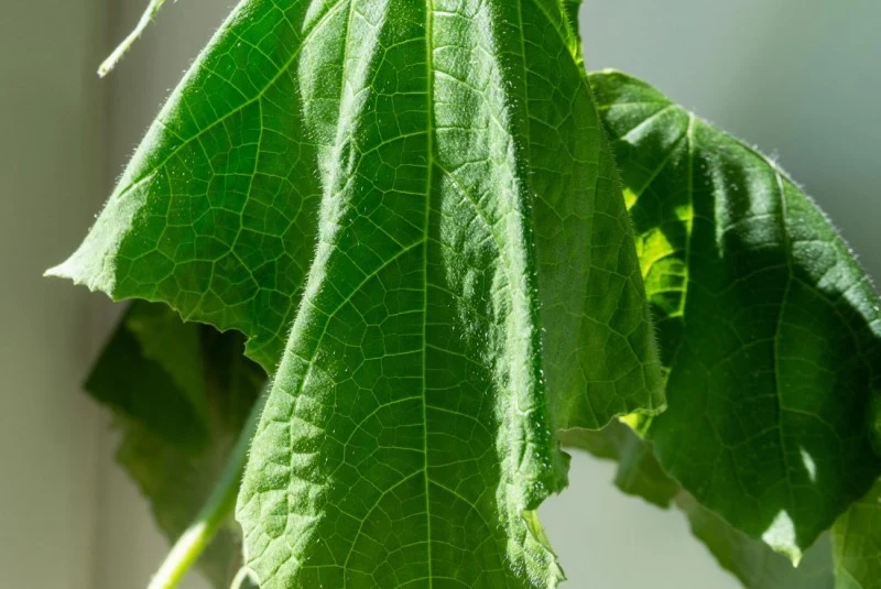 Więdnięcie ogórków łatwo pomylić z objawami chorób