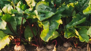 Co zrobić, żeby mieć dużo zdrowych buraków? Ważne zabiegi i nawożenie