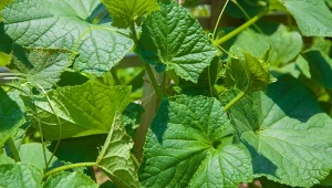 Podpowiadamy, jak zapobiec gorzknieniu ogórków.