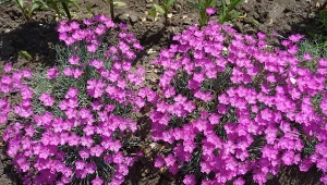 Goździk siny nadaje się nie tylko na skalniaki.