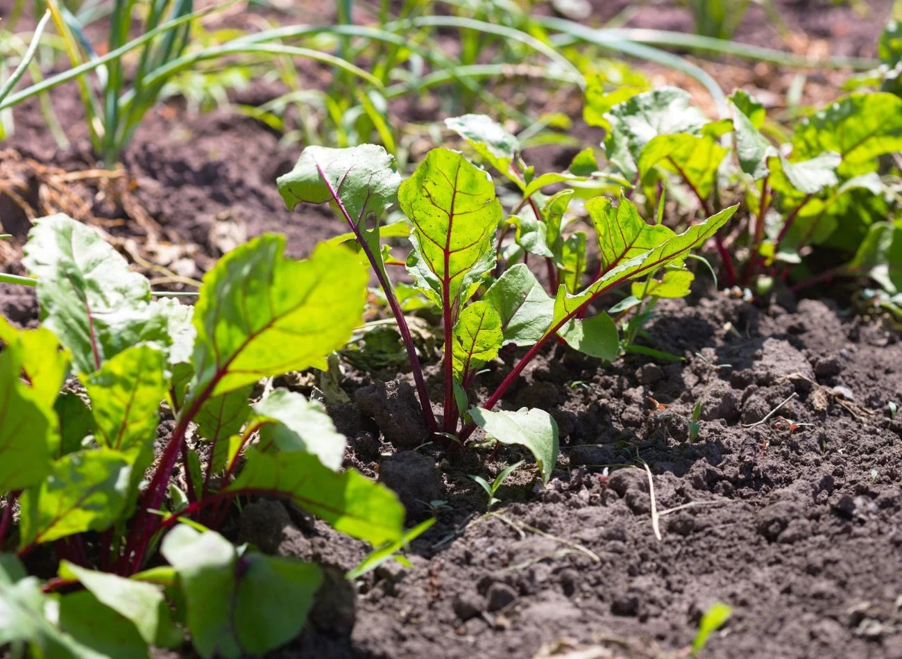 Jak pielęgnować buraki latem, żeby mieć duże plony?