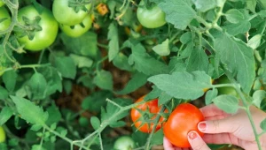 Jak ochronić pomidory przed żerowaniem stonki ziemniaczanej?