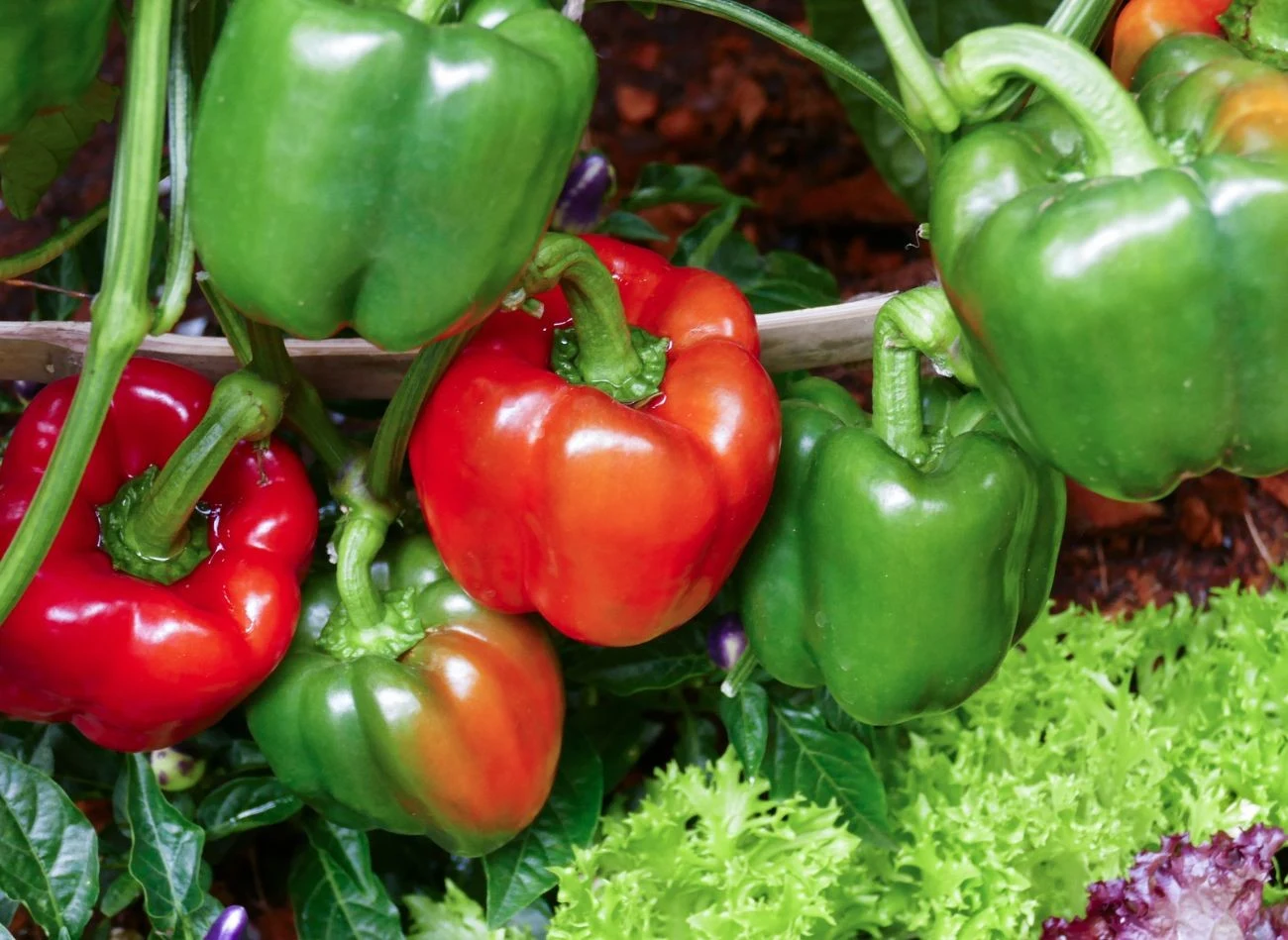 Stonka ziemniaczana żeruje nie tylko na ziemniakach