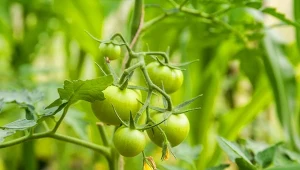 Najgroźniejszą i najczęstszą chorobą pomidorów jest zaraza ziemniaczana. Jak jej zapobiec?