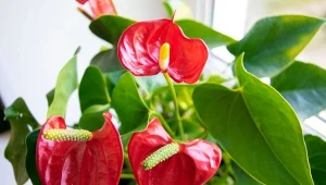 Wyjaśniamy, jak pielęgnować anturium latem i pobudzić je do kwitnienia.